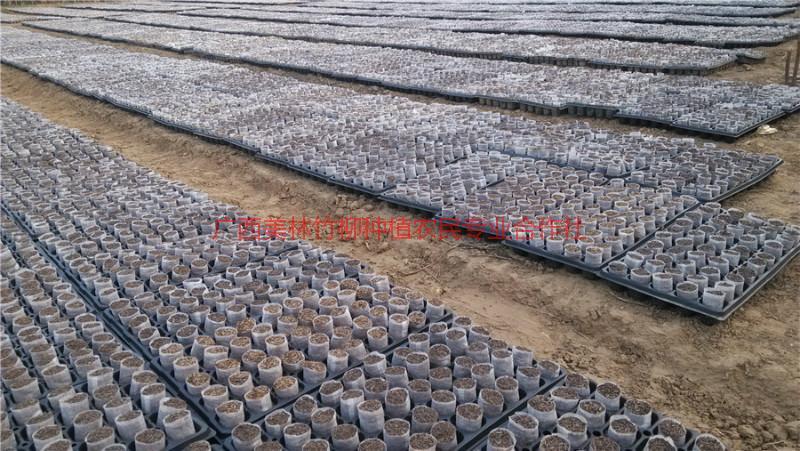 供應速生桉輕基質杯南寧賓陽  輕基質杯 輕基質營養(yǎng)杯南寧賓陽