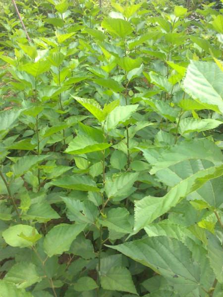 供應(yīng)飼料桑