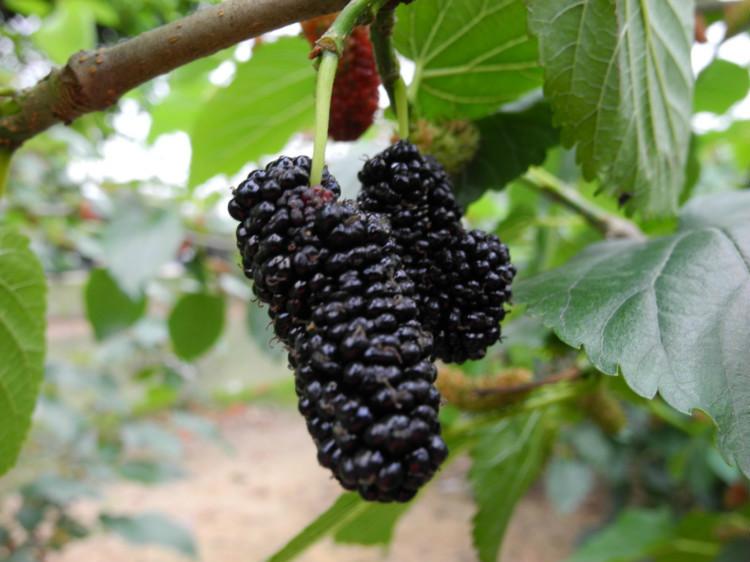 供應新品種果桑苗