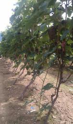 葡萄苗圖片/葡萄苗樣板圖 (2)