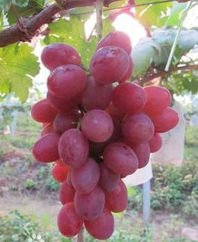 供應(yīng)黑龍江出售蜜汁葡萄苗、哈爾濱出售巨峰葡萄苗