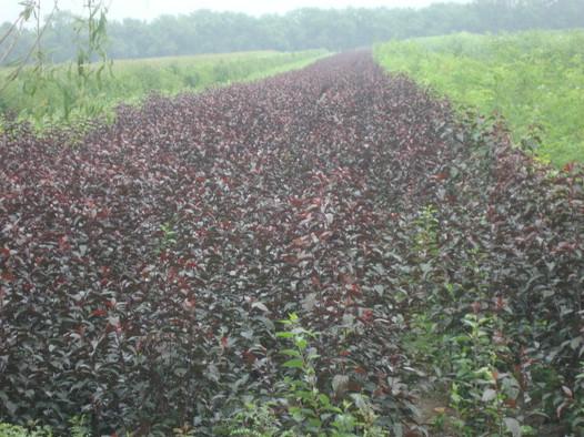 供應(yīng)長(zhǎng)春出售王族海棠，哈爾濱紫葉稠李、光輝海棠苗