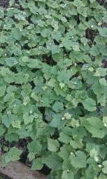 葡萄苗圖片/葡萄苗樣板圖 (4)