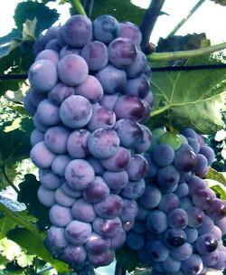 供應(yīng)黑龍江出售蜜汁葡萄苗、哈爾濱出售巨峰葡萄苗