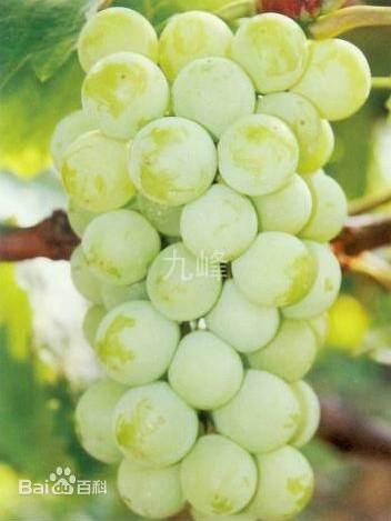 供應(yīng)內(nèi)蒙李子苗、出售吉林李子苗、果樹苗