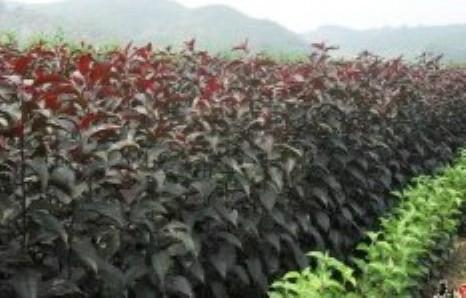 供應出售密枝紅葉李、俄羅斯紅葉李推廣中心
