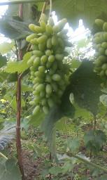 葡萄苗圖片/葡萄苗樣板圖 (3)