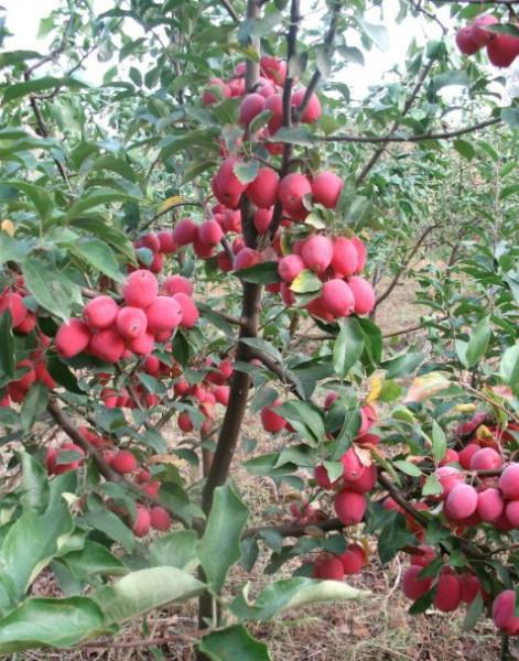 供應(yīng)長(zhǎng)春出售王族海棠，哈爾濱紫葉稠李、光輝海棠苗