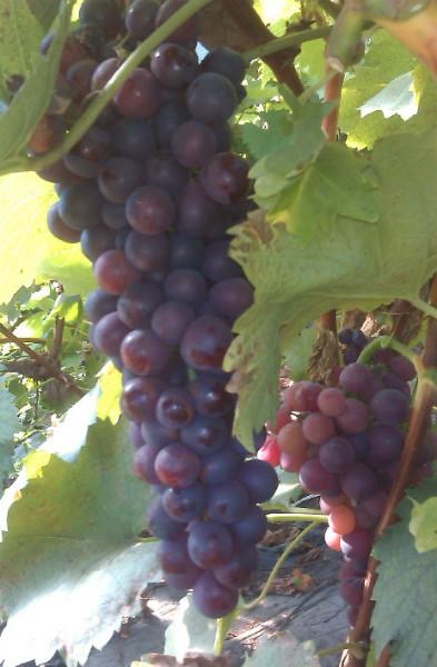 供應(yīng)內(nèi)蒙李子苗、出售吉林李子苗、果樹苗