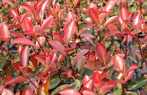 供應(yīng)長(zhǎng)春出售王族海棠，哈爾濱紫葉稠李、光輝海棠苗