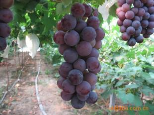供應(yīng)綏化出售葡萄苗、齊齊哈爾出售夏黑葡萄苗，賣京亞葡萄苗