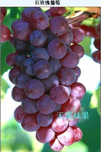 供應(yīng)黑龍江出售蜜汁葡萄苗、哈爾濱出售巨峰葡萄苗