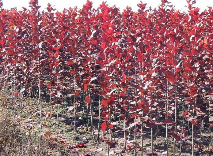 供應出售密枝紅葉李、俄羅斯紅葉李推廣中心