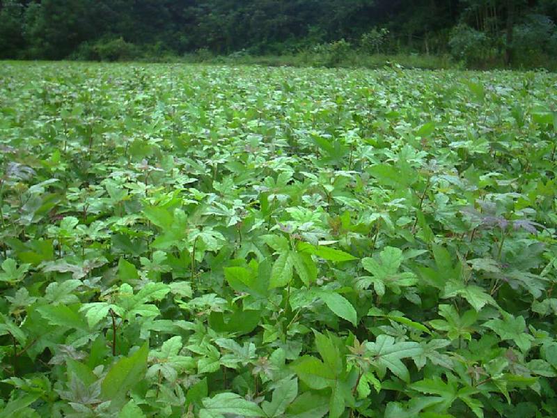 供应湖北枫香树