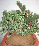 供應紅豆杉苗圃