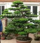 供應紅豆杉苗圃