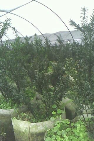 供應(yīng)美國(guó)曼地亞紅豆杉