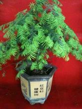 供應(yīng)曼地亞紅豆杉苗圃