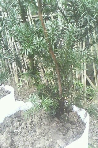 供應(yīng)曼地亞紅豆杉小苗價(jià)格