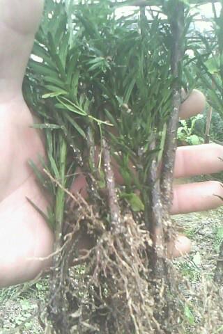 供應(yīng)美國(guó)曼地亞紅豆杉