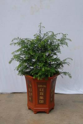 供應紅豆杉苗圃