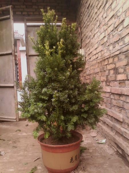 供應(yīng)美國(guó)曼地亞紅豆杉