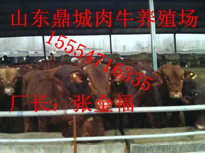 供应山东肉牛养殖场肉牛多少钱一斤