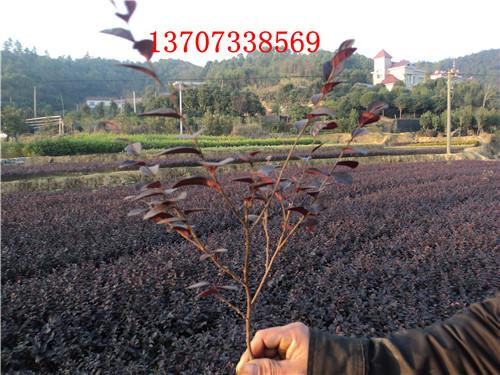 供應(yīng)特價(jià)紅花繼木基地湯璇德苗圃批發(fā)13707338569