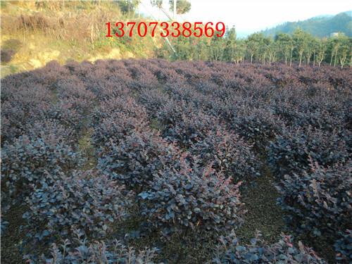 供應(yīng)湖南紅花繼木60公分*球13707338569