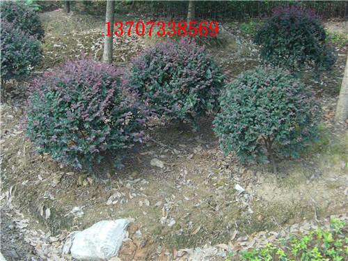 供應(yīng)湖南紅花繼木60公分*球13707338569