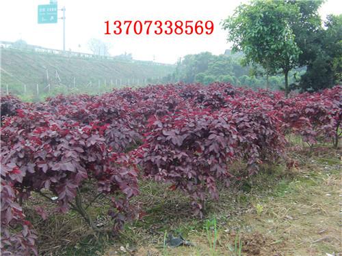 供應(yīng)湖南綠化苗木紅花繼木基地