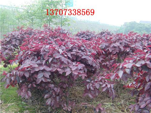 湖南紅花繼木1圖片