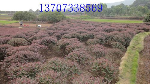 長(zhǎng)沙紅繼木紅花繼木圖片