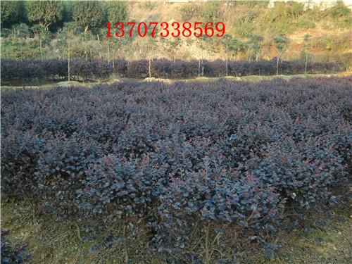 湖南紅花繼木60公分精品球圖片