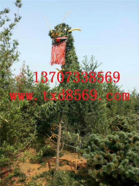 供應(yīng)湖南大羅漢松樹羅漢松價(jià)格