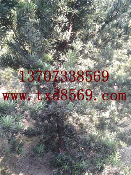 湖南綠化苗木圖片/湖南綠化苗木樣板圖 (2)