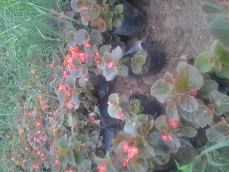 供應草花營養(yǎng)盆栽13707338569