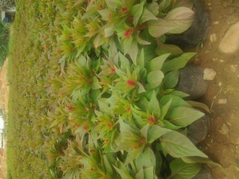 供應草花營養(yǎng)盆栽13707338569