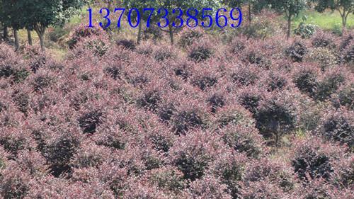 供應(yīng)湖南紅花繼木60公分*球13707338569