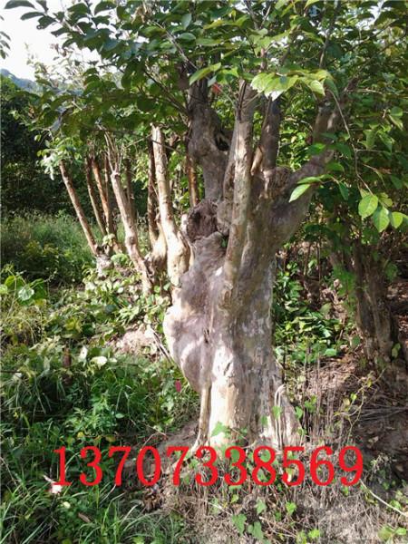 古樹樁圖片/古樹樁樣板圖 (3)