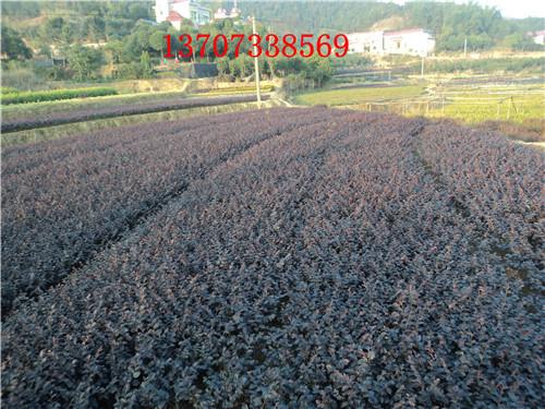 供應(yīng)特價(jià)紅花繼木基地湯璇德苗圃批發(fā)13707338569