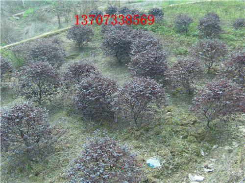 供應(yīng)長(zhǎng)沙紅繼木紅花繼木1
