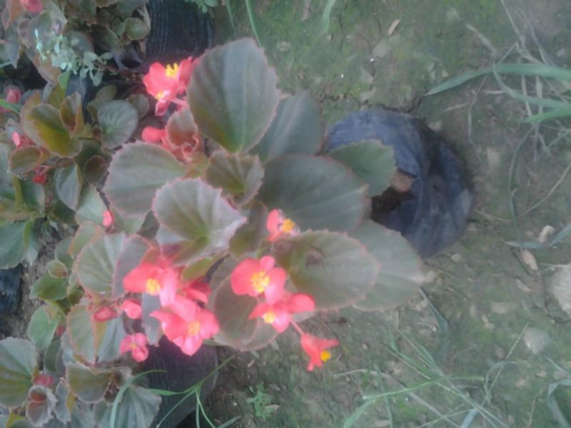 供應草花營養(yǎng)盆栽13707338569