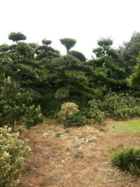 供應(yīng)湖南大羅漢松樹羅漢松價(jià)格