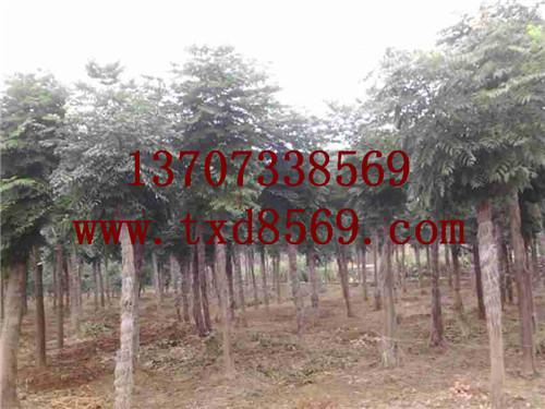 供應(yīng)湖南大樹湖南大樹價(jià)格湯璇德苗木基地桂花香樟羅漢松紅花繼木