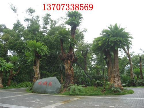 供應(yīng)湯璇德多頭鐵樹湖南鐵樹價(jià)格 湖南鐵樹批發(fā)