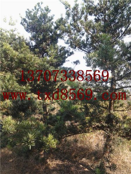 供應(yīng)湖南璇豐苗圃綠化苗木羅漢松13707338569