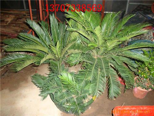 供應(yīng)湯璇德多頭鐵樹湖南鐵樹價(jià)格 湖南鐵樹批發(fā)