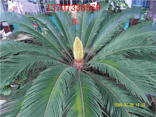 供應(yīng)瀏陽鐵樹基地湯璇德鐵樹批發(fā)13707338569