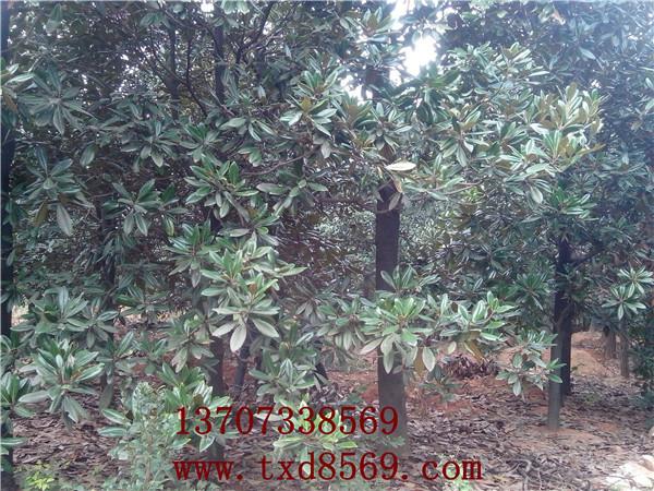 供應廣玉蘭價格湖南湯璇德桂花基地瀏陽苗木價格廣玉蘭樹